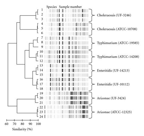 Diversilab Rep Pcr Dendrogram Representative Strains Are Shown To