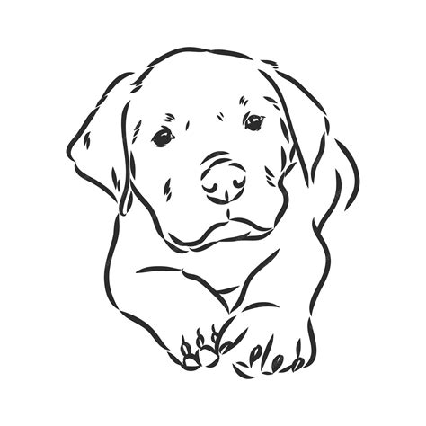Premium Vector | Rottweiler vector hand drawing rottweiler vector sketch