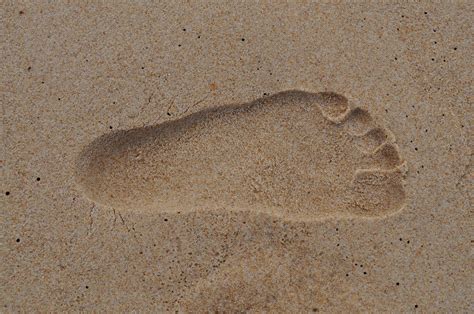 Free picture: footprint, wet, sand