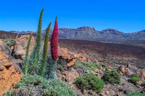Vacanze Alle Canarie Quale Isola Scegliere Sempre In Partenza