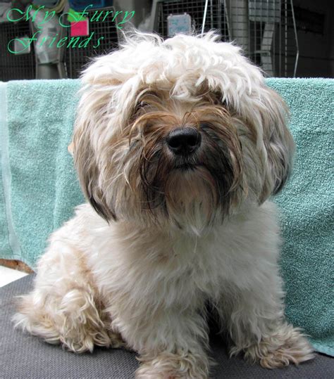 How Often Does A Dog Need A Haircut