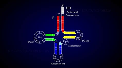 Structure Of Trna Youtube