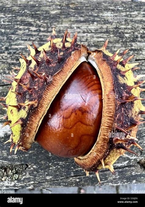 horse chestnut case  res stock photography  images alamy