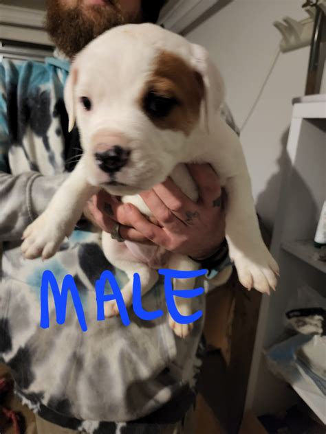 American Bulldog - Kilmore - PetsForHomes