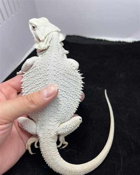 albino bearded dragon for sale/albino bearded dragons