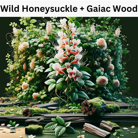 Wild Honeysuckle Fragrance Oil