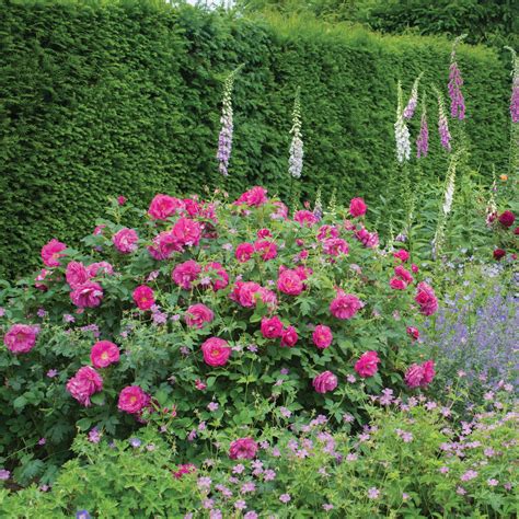 Wild Edric | English Shrub Rose | David Austin Roses