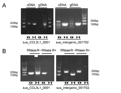 PCR Validation Of DECs A PCR Of CircRNAs In CDNA And GDNA B PCR