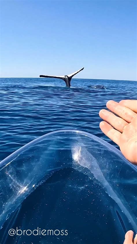 Rare Sighting Of A Whale Tail Sailing It Refers To The Action Of