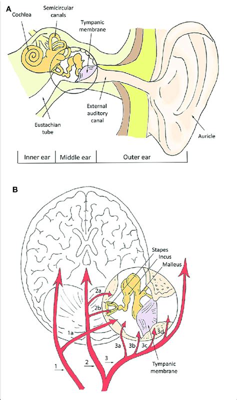 Internal Carotid Artery In Ear