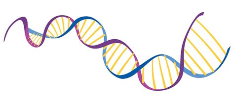 Genotype - Definition, Types, Functions, Examples and FAQs