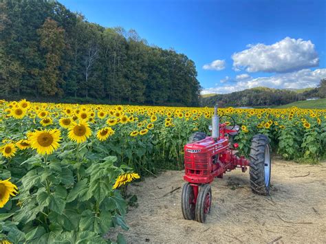 Fausett Farms Sunflowers | Explore Georgia