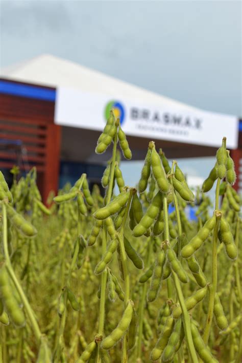 desafio BRASMAX Genética Cultivares selecionadas para o máximo