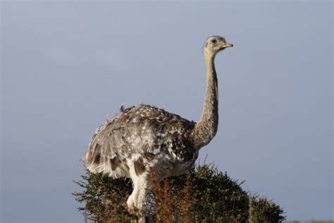 The Wildlife of Torres del Paine National Park - Animals Network