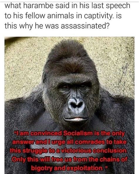 42 powerful facts about monkeys other primates – Artofit