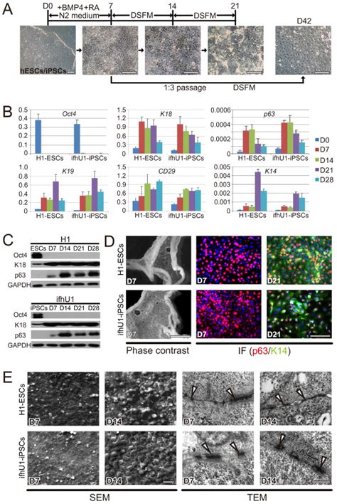 Esc Ipsc Derived Epithelial Lineages A Representative The Epithelial