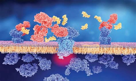 Phage Display Most Efficient Technique In Drug Discovery And Development