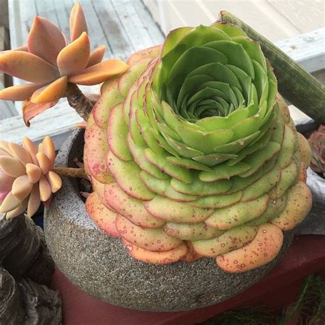 Far Out Flora Timeline Photos Cacti And Succulents Succulent Gardening Planting Succulents