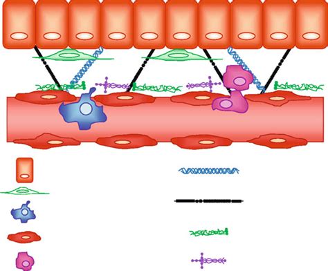 2 The Liver Architecture Four Major Cell Types Reside In The Liver