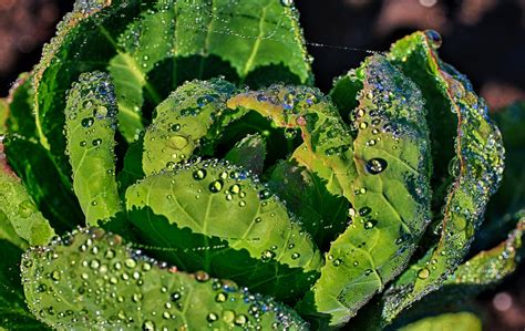 O Que Plantar Em Abril Sabor De Fazenda