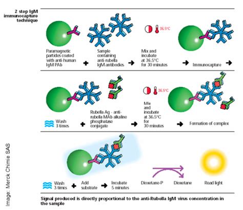 Magnetic Particle Based Chemiluminescent Immunoassay Sepmag