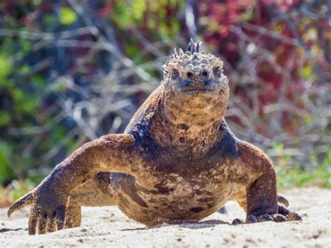 The Wild World Of The Galápagos National Geographic Expeditions