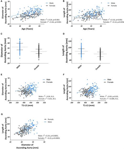 Diameter And Length Of Normal Ascending Aortas And Their Relationship