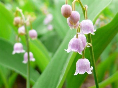 Convallaria Majalis Rosea Pips — Buy Pink Lily Of The Valley Online