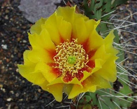 Opuntia phaeacantha v longispina dw Uhlig Kakteen Über 5000