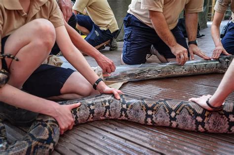 python  chester zoo north wales