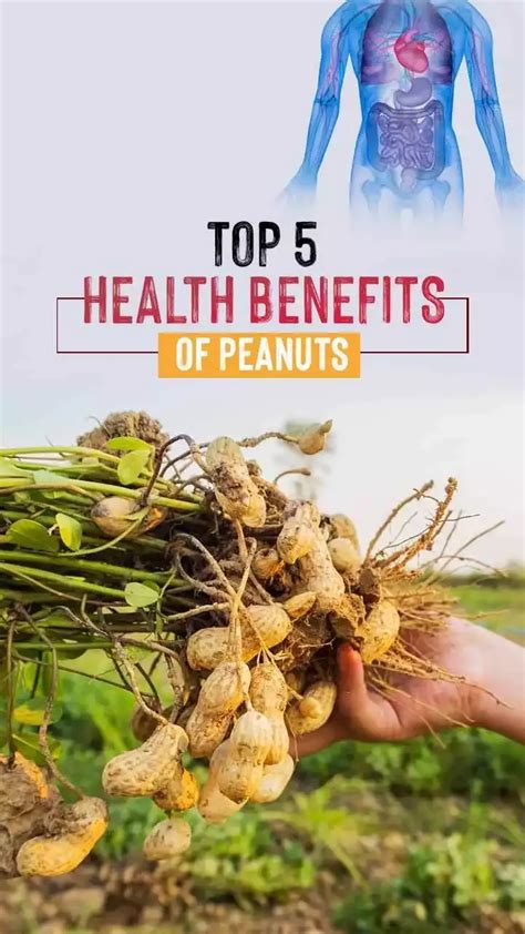 Top 5 Health Benefits Of Peanuts