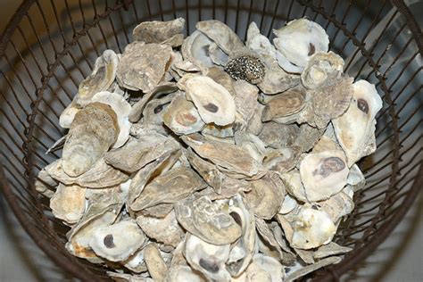 Chesapeake Bay Oysters Catherine M Castranda