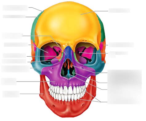 Cranium Frontal View Diagram Quizlet