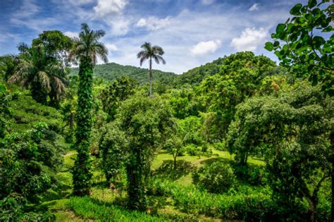 Cuba Rainforest Tropical Rainforest Island Stock Photos Pictures