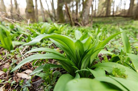Черемша: что это, описание, польза и вред для организма, рецепты с ...