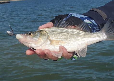 Upper Chesapeake Bay Fishing Report October Fishtalk Magazine