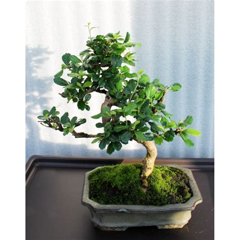 Купить комнатный бонсай Кармона в Украине. Интернет-магазин Флора Лайф