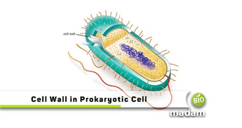 Function of Cell Wall in Prokaryotic Cell - biomadam