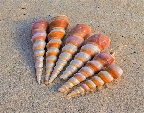 Free Images Beach Sand Spiral Shore Seaside Food Produce