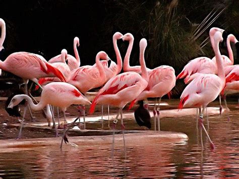 The Iconic Lesser Flamingo Of Kenya Is Found Abundantly In Lake Nakuru