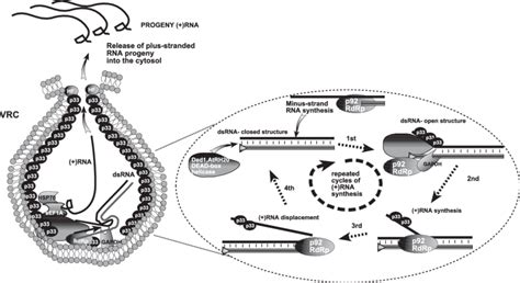 Model for the use of dsRNA as a template for ()RNA synthesis by the ...
