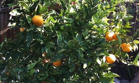 Navel Orange Tree Care Sweet Orange Fruit Epic Gardening