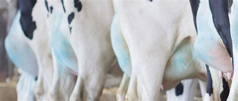 Udder edema is a welfare issue and more costly than you think – 'Cause ...