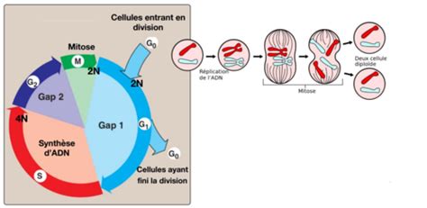 La R Plication De L Adn Flashcards Quizlet