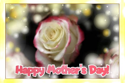 Roses Flower Happy Mother`s Day Free Image 3421