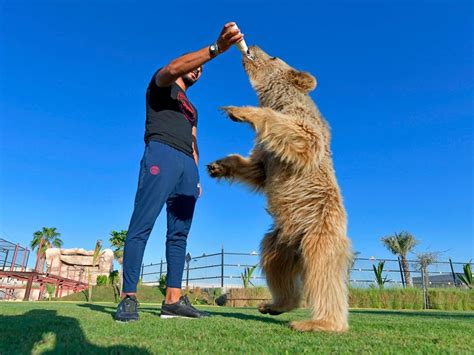 A look inside the Al Buqaish Private Zoo in Sharjah | News-photos ...