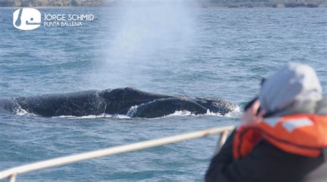 Cuánto Dura El Avistaje De Ballenas En Puerto Pirámides Segundo Enfoque