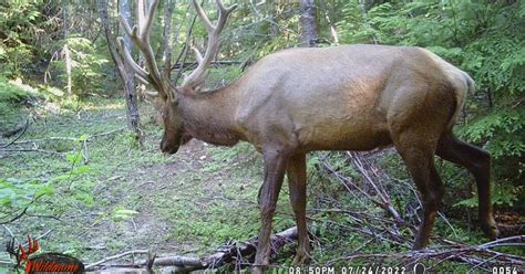 Best Elk Hunting in Washington State – PNW BestLife