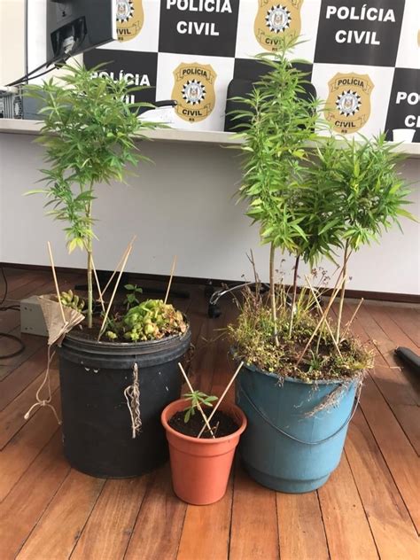 Polícia prende alegretense que cultivava plantação de pés e mudas de