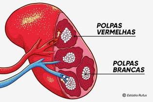 Como É A Dor No Baço - 4 causas de dor no baço e como é feito tratamento - Tua Saúde